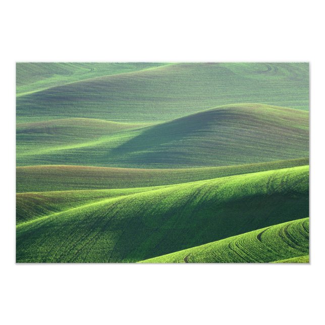 Foto El trigo brota en las colinas de Palouse (Frente)