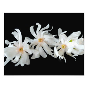 Foto El trío de la flor de Magnolia en negro