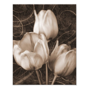 Foto El tulipán blanco florece el fondo negro de la