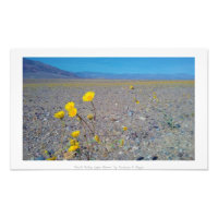 "El Valle de la Muerte Súper Bloom", Naturaleza