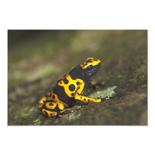 Foto El veneno de la banda amarilla Dart Frog Dendrobat (Frente)