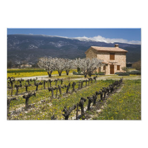 Foto El viñedo inactivo, fruta florece, la casa de