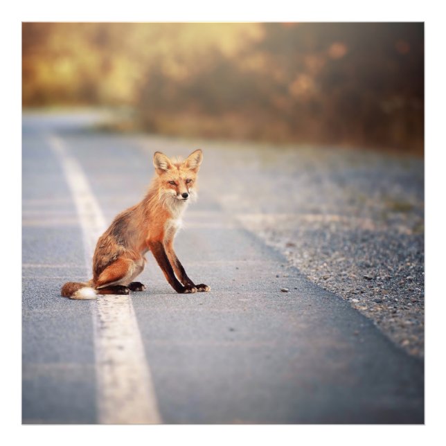 Foto El Zorro Rojo sentado a un lado del camino (Frente)