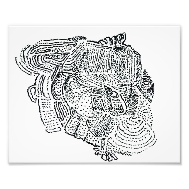 Foto Elefante (Frente)