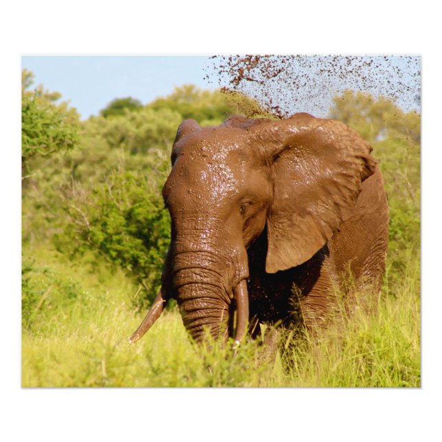 Foto Elefante (Frente)