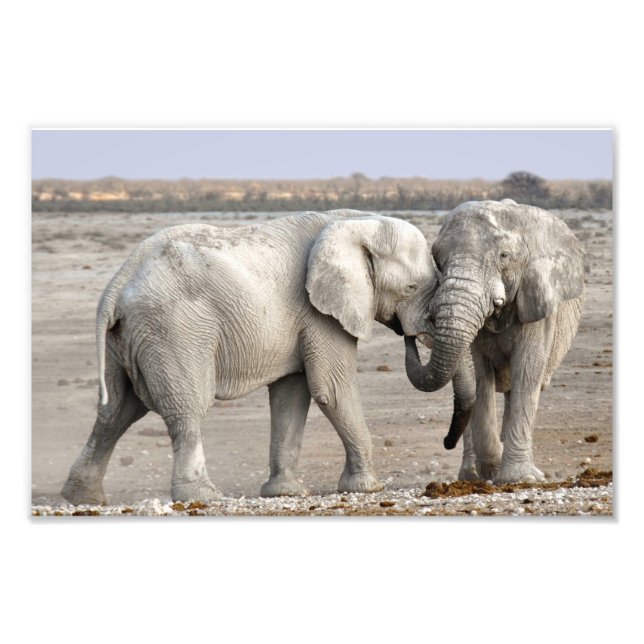 Foto Elefante (Frente)