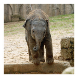 Foto Elefante_20171101_by_JAMFoto