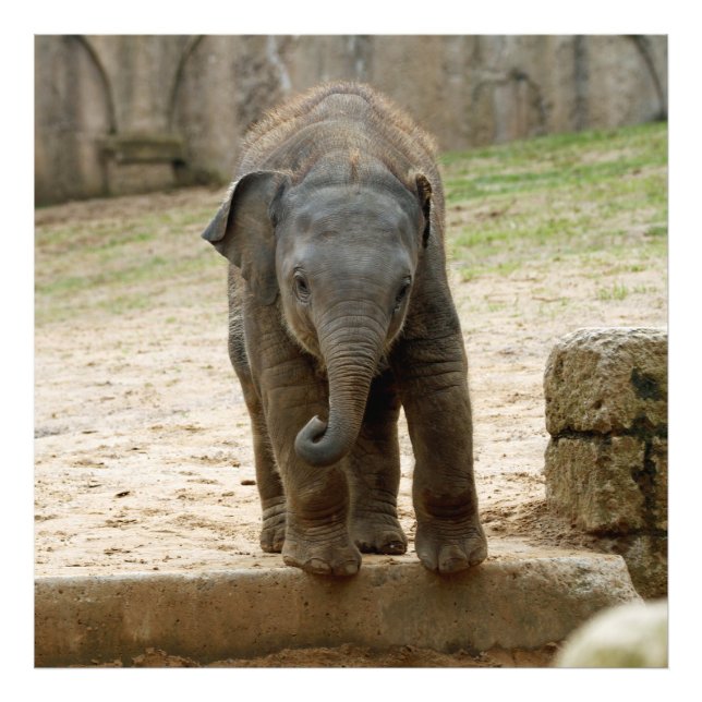 Foto Elefante_20171101_by_JAMFoto (Frente)