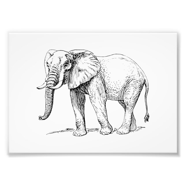 Foto Elefante Africano (Frente)