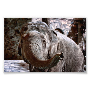 Foto Elefante apuntando hacia adelante con el tronco