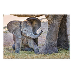Foto Elefante bebé