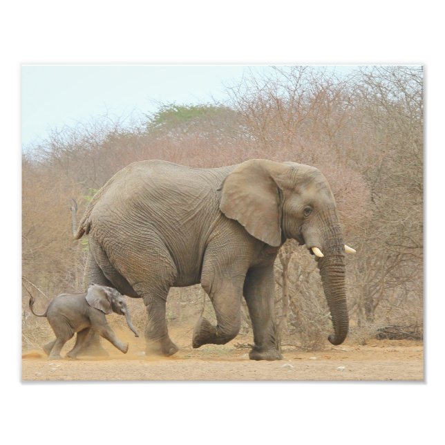 Foto Elefante - Bebés animales Hermosos (Frente)