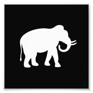 Foto Elefante blanco
