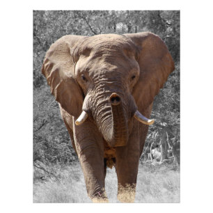 Foto elefante de arbusto africano