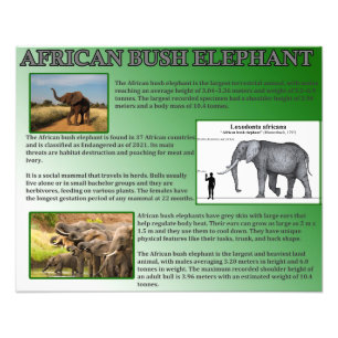 Foto Elefante de Bush africano
