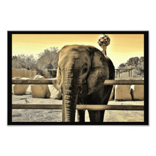 Foto Elefante del Zoológico de Riyadh