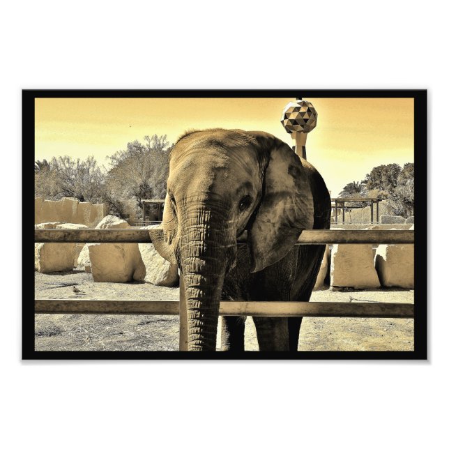 Foto Elefante del Zoológico de Riyadh (Frente)
