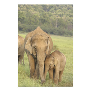 Foto Elefante indio / asiático y cría, Corbett