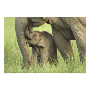 Foto Elefante indio / asiático y cría, Corbett 2
