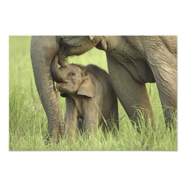 Foto Elefante indio / asiático y cría, Corbett 2 (Frente)