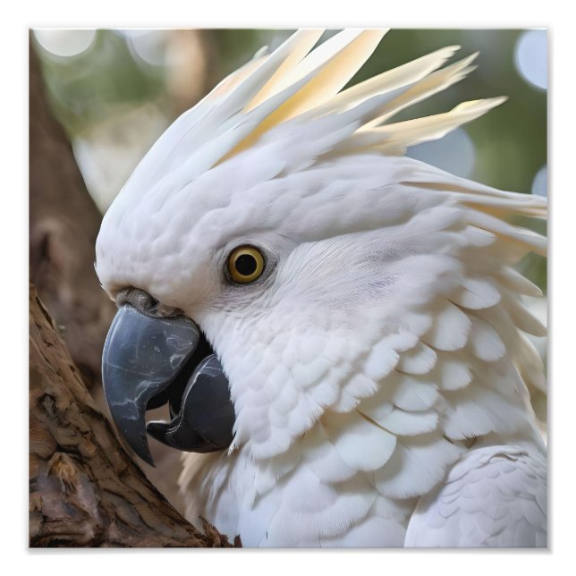 Foto Elegancia en blanco: el majestuoso Cockatoo austra (Frente)