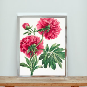 Foto Elegancia en rosa: Un Ilustracion peony