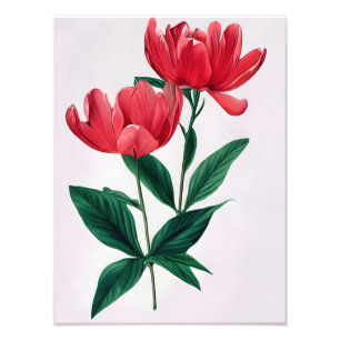 Foto Elegancia Simple: Dos Flores Rojas
