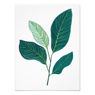 Foto Elegancia Verde: Hojas de Plátano sobre Blanco
