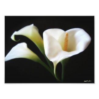 Foto Elegante Calla Lily Flores 9 Imprimir