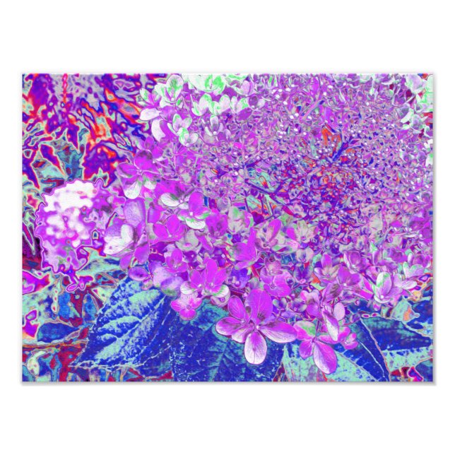 Foto Elegante hidrangea liga púrpura y azul (Frente)
