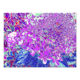 Foto Elegante Hortensia Limelight Púrpura y Azul