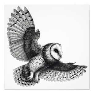 Foto Elegante Ilustracion de búho blanco negro
