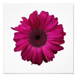 Foto Elegante imagen de Gerbera rosa de Daisy