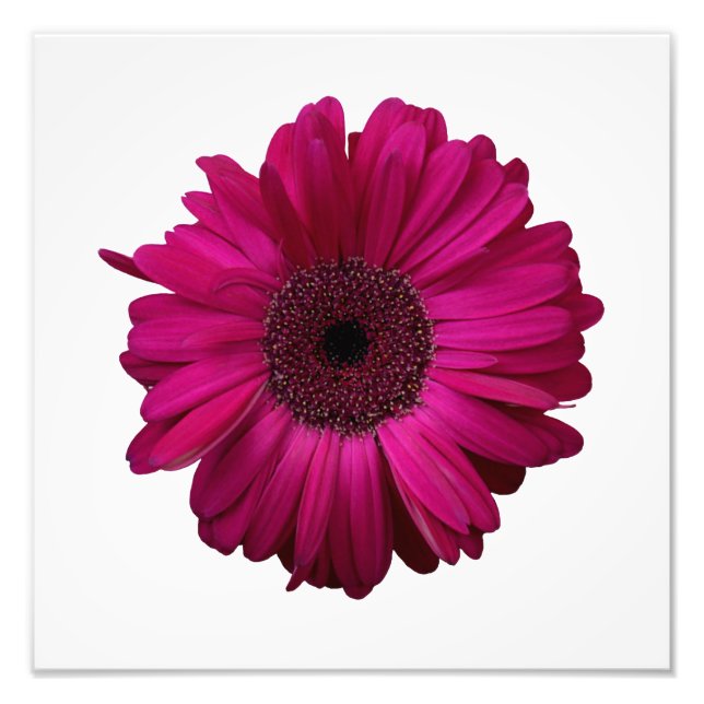 Foto Elegante imagen de Gerbera rosa de Daisy (Frente)