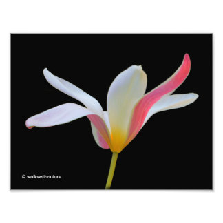 Foto Elegante Lady Tulip Flores rosas blancas
