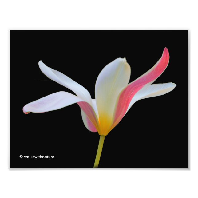 Foto Elegante Lady Tulip Flores rosas blancas (Frente)
