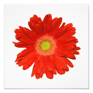 Foto Elegante Naranja Daisy Photo Print