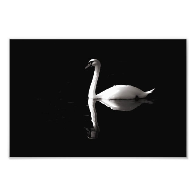 Foto Elegante Reflexión Del Cisne Blanco Sobre El Lago  (Frente)
