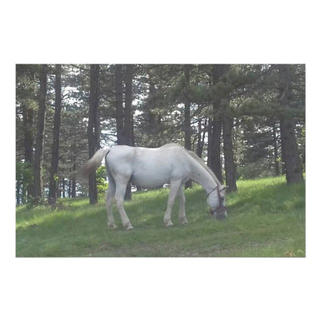 Foto Elegante y bello caballo blanco arte original (Frente)