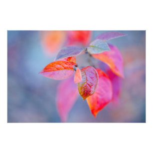 Foto Elegantes hojas de montaña de montaña rusa