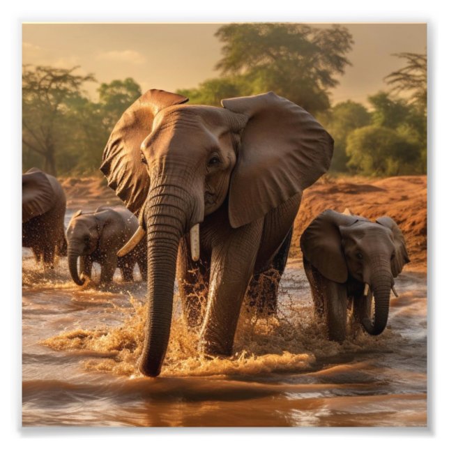 Foto Elephant Poster (Frente)
