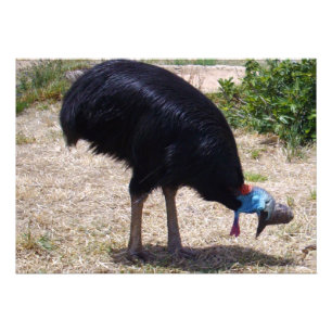 Foto Eliminador Cassowary Bird Bug,