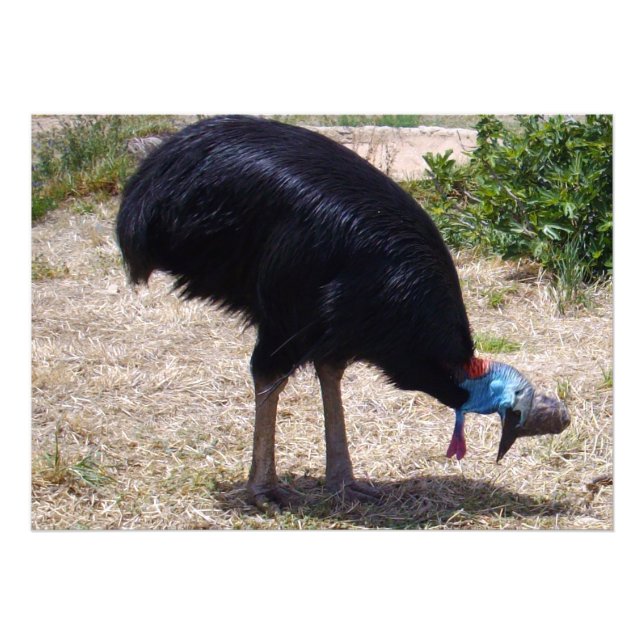 Foto Eliminador Cassowary Bird Bug, (Frente)