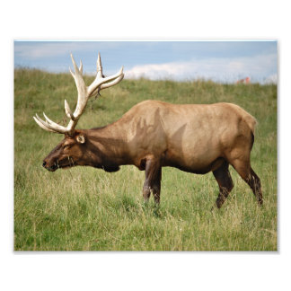Foto Elk