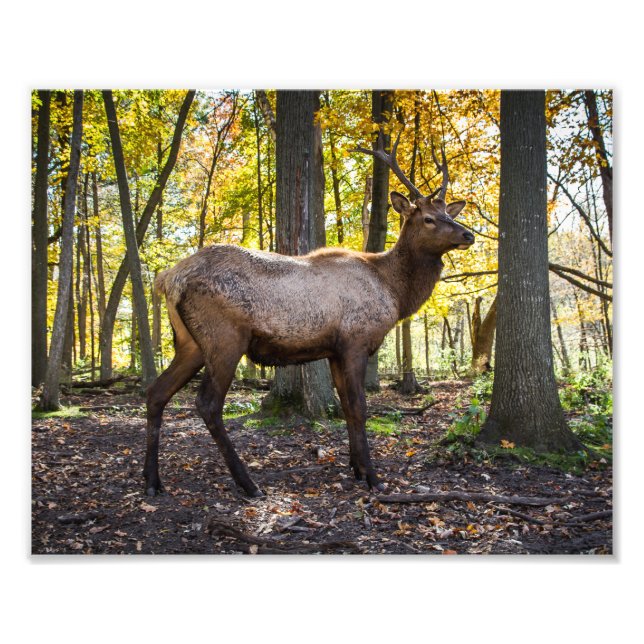 Foto Elk en otoño (Frente)