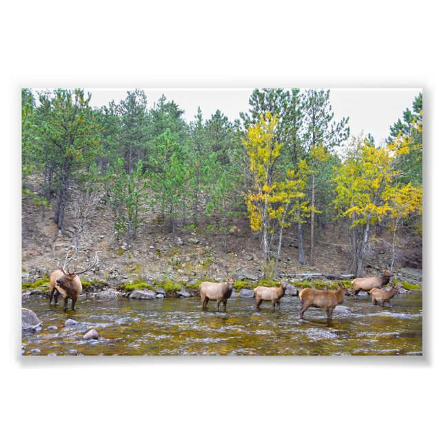 Foto Elk Herd Wading in The Big Thompson River (Frente)