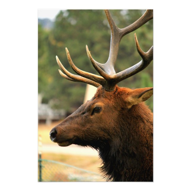 Foto Elk masculino (Frente)