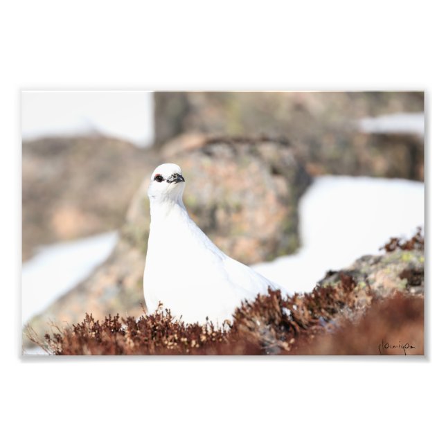 Foto Elusivo Ptarmigan (Frente)