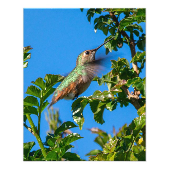 Foto Emerald Flash: Colibrí en Movimiento (Frente)