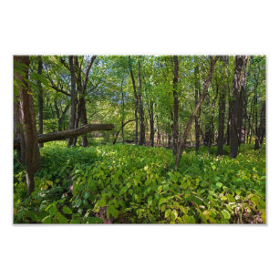 Foto en el bosque del fuerte snelling state park